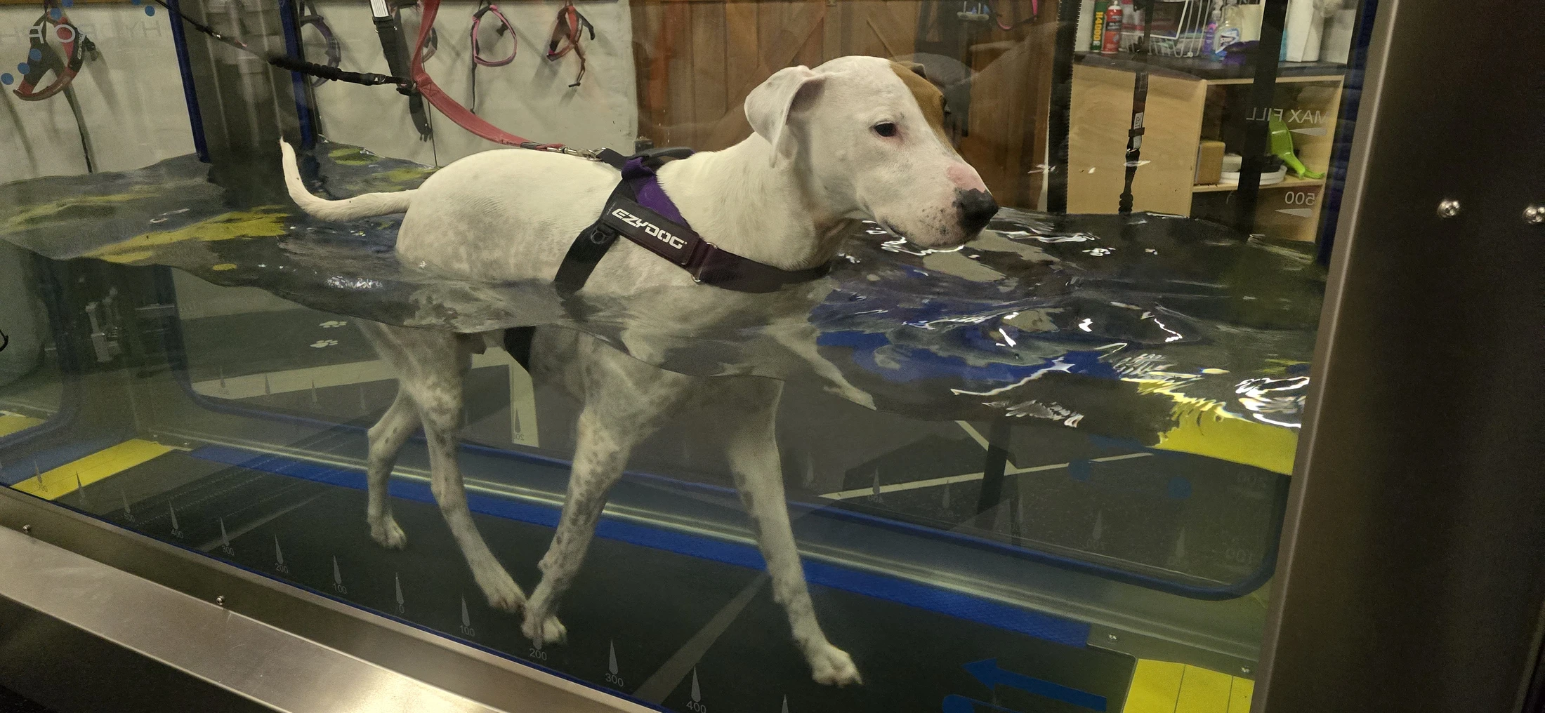 Dog in hydrotherapy